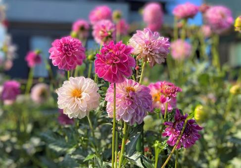 ダリア バラエティ ダリア バラエティ ダリア,秋,ピンクの写真素材