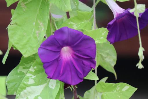 緑の葉と紫色の花びらの朝顔の花のアップ 緑,葉,紫色の写真素材