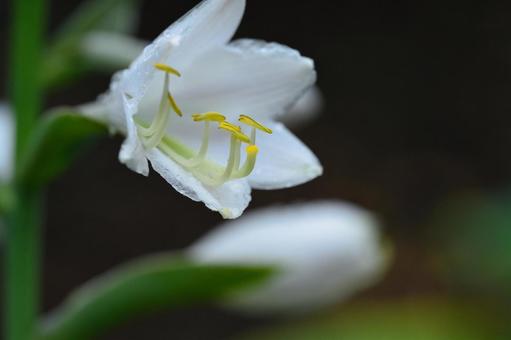 白い花の黄色い蕊のクローズアップ 白い花の黄色い蕊のクローズアップの写真