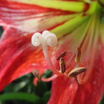 アマリリス アマリリス,花,花びらの写真素材