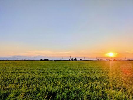 夕陽 夕陽 夕日,夕焼け,稲の写真素材