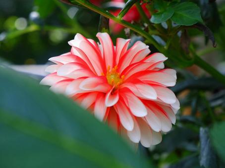 ダリア ダリア,花,緑の写真素材