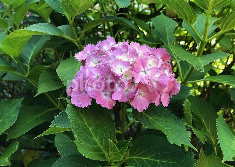 濃いピンクのアジサイ あじさい,花,濃いピンクのあじさいの写真素材