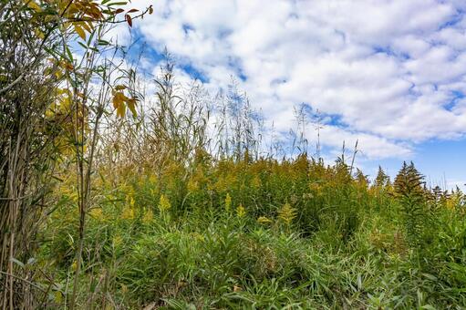 セイタカアワダチソウ セイタカアワダチソウ,代萩,背高泡立草の写真素材