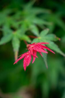 カエデの葉の若葉（新芽） カエデ,若葉,新芽の写真素材