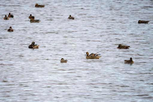カモの群れ⑽ カモの群れ⑽ カモ,オナガガモ,若鳥の写真素材