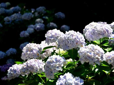 Hydrangea, JPG Hydrangea, JPG