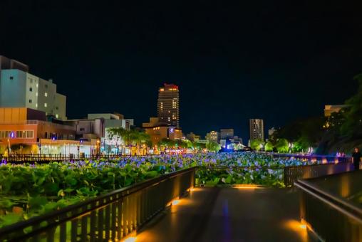 【秋田】夜の千秋公園 蓮の花 2025 【秋田】夜の千秋公園 蓮の花 2025 千秋公園,公園,秋田の写真素材