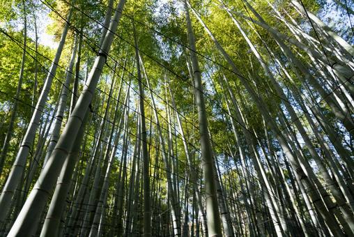 見上げる竹林と木漏れ日 竹,竹林,緑の写真素材