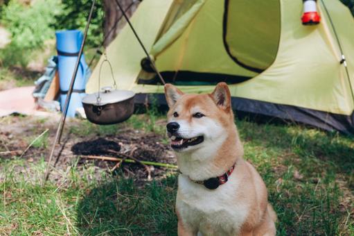 木立の中で休む犬の写真