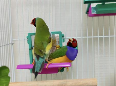 Photo, gouldian finch, mating, birdie, 