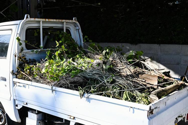 軽トラックに積まれた剪定の木 軽トラック,木,植栽の写真素材