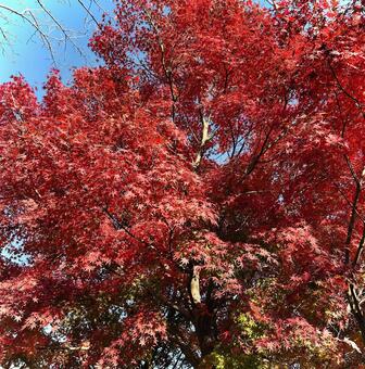 もみじ 紅葉,もみじ,秋の写真素材