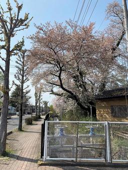 桜の木 桜の木の写真
