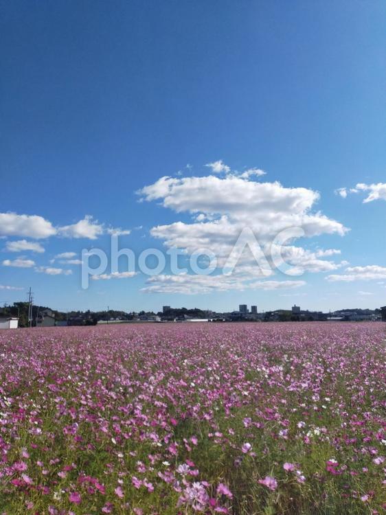 鮮やかな秋の日 コスモス,ピンク,風景の写真素材