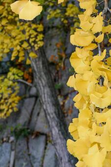 黄金色の銀杏と石垣 イチョウ,黄葉,紅葉の写真素材