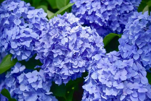 紫陽花 紫陽花の写真