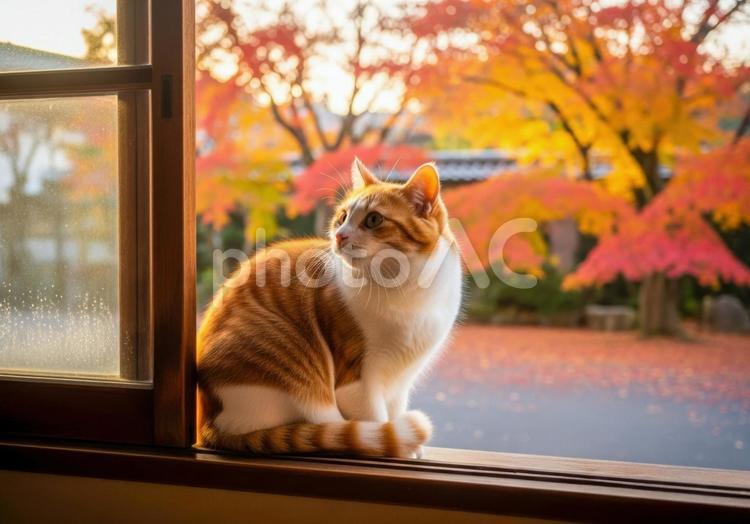 秋の紅葉と窓辺で外を眺める茶白猫 猫,茶白猫,茶トラの写真素材