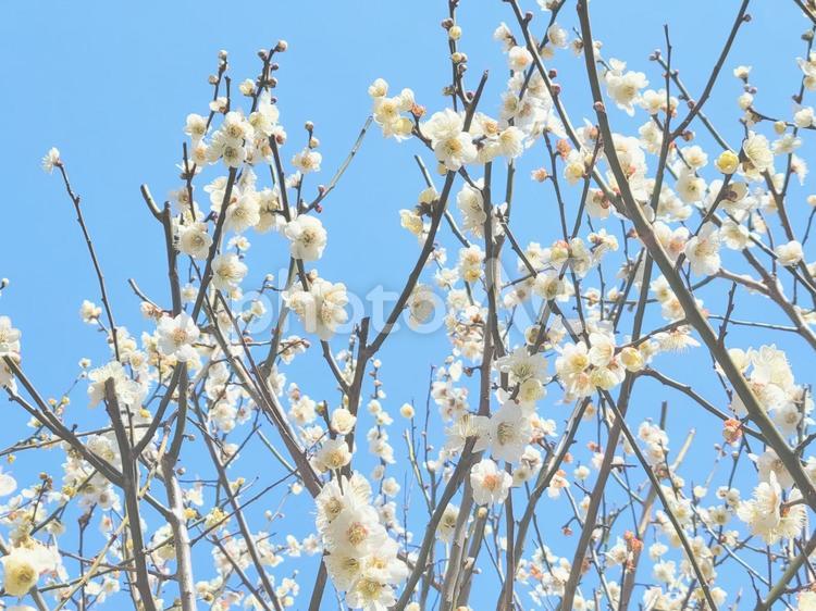 梅の花 梅の花,花,春の写真素材