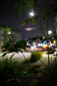 夜景 夜景,街頭,夜の写真素材