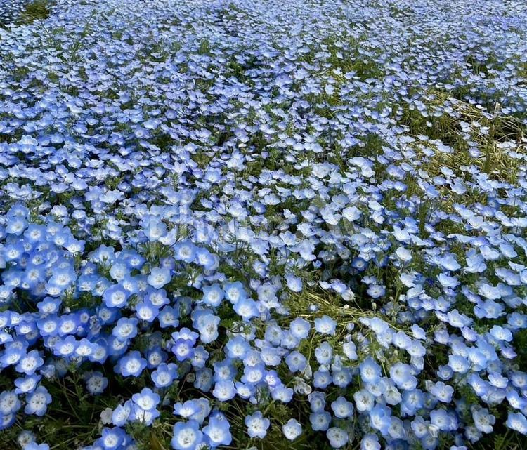 明石海峡公園　ネモフィラ畑 ネモフィラ,明石海峡公園,花畑の写真素材