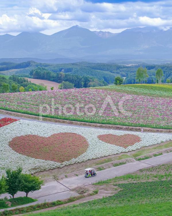 北海道美瑛町　四季彩の丘 北海道,美瑛町,観光地の写真素材