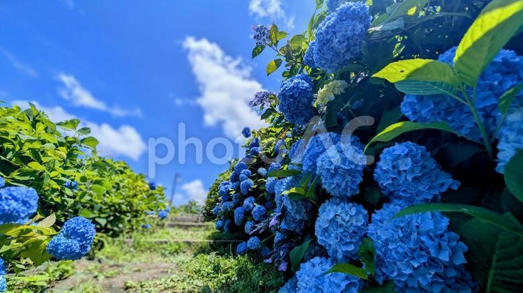 青空と青い紫陽花、夏の道 紫陽花,アジサイ,花の写真素材