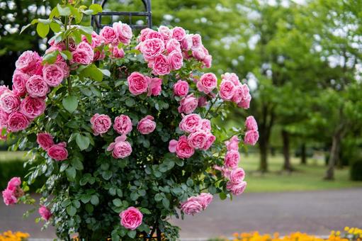 薔薇 薔薇,バラ,ばらの写真素材