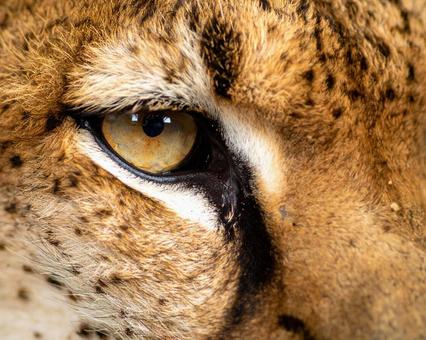 動物の目 動物の目の写真