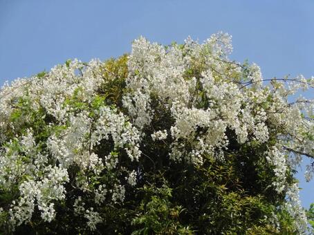 懐かしい思い出 藤の花,花,flowerの写真素材