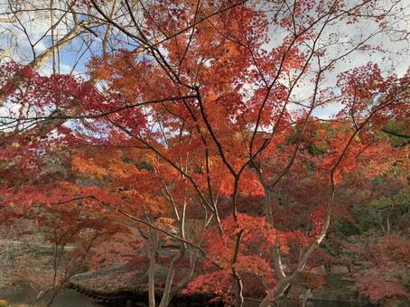 紅葉 紅葉,もみじ,西の丸庭園の写真素材