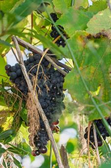 ワインで有名なピコ島のブドウ ピコ島,アゾーレス諸島,ポルトガルの写真素材