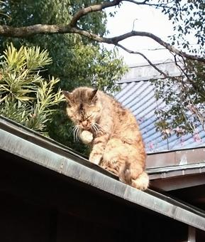 屋根の上で顔を洗っているネコ3 ネコ,顔を洗っている,動物の写真素材