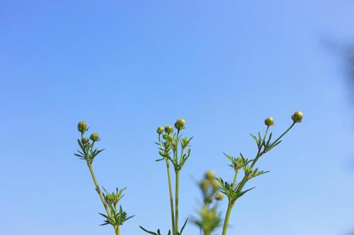 コスモスの蕾 コスモスの蕾の写真