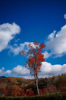 北海道の紅葉 紅葉,秋,季節の写真素材