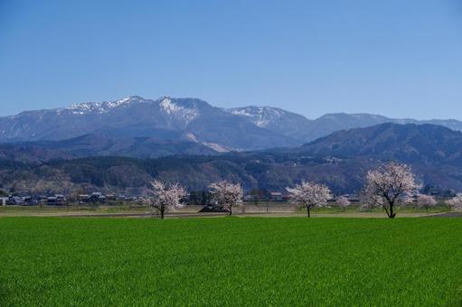 越前の里山と桜 越前の里山と桜 里山,桜,山の写真素材