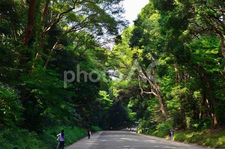 明治神宮の参道 明治神宮,参拝,参道の写真素材