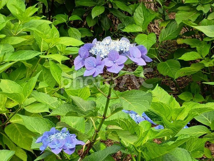 紫のガクアジサイ 紫陽花,ガクアジサイ,植物の写真素材