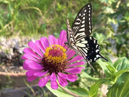 花の蜜を吸うアゲハチョウ 花の蜜を吸うアゲハチョウ 蝶,アゲハ,butterflyの写真素材