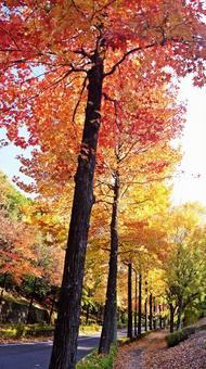 紅葉-1308 紅葉,アメリカ楓,もみじ葉楓の写真素材