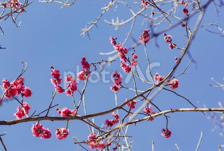 運動公園　うめの花ｰ5 運動公園,梅の花,梅花の写真素材