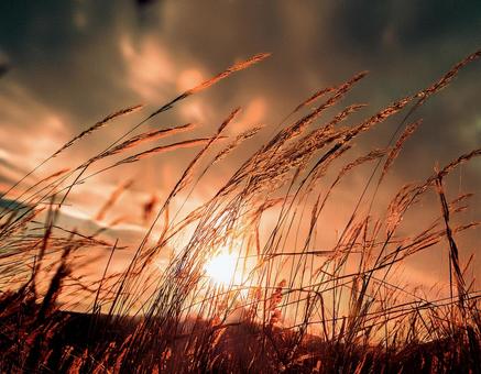 夕暮れ時に風に揺れる草のシルエット4 秋,冬,草の写真素材