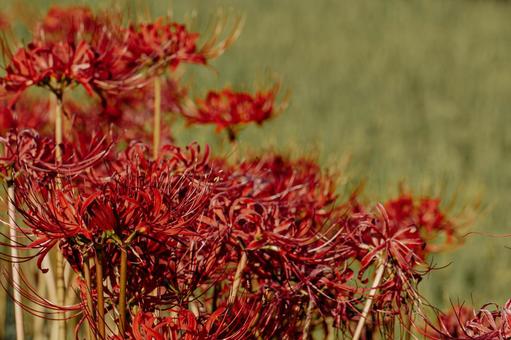 Film-like red spider lilies, JPG Film-like red spider lilies, JPG