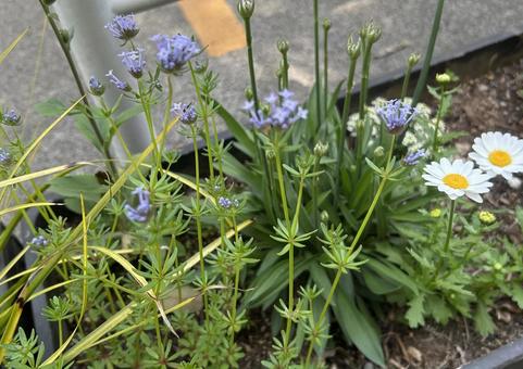 Photo, 4 petals, light purple, trumpet-like flowers, 