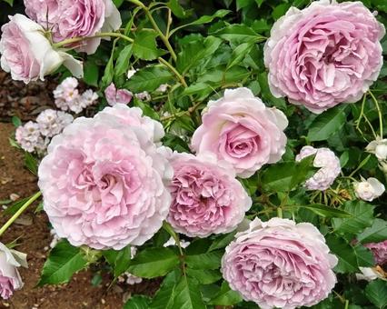 薄紫色のバラ バラ,薔薇,roseの写真素材