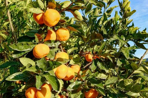 温州みかん みかん,蜜柑,果物の写真素材