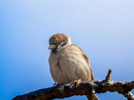Sparrow perched on a branch, JPG Sparrow perched on a branch, JPG