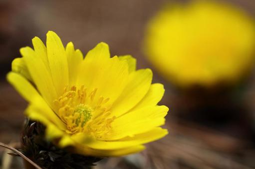 Flowers that call for happiness Flowers that call for happiness