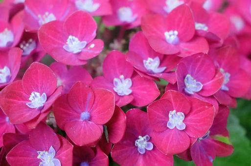 あじさいの写真