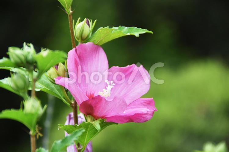 ムクゲ（木槿） ムクゲ,木槿,むくげの写真素材